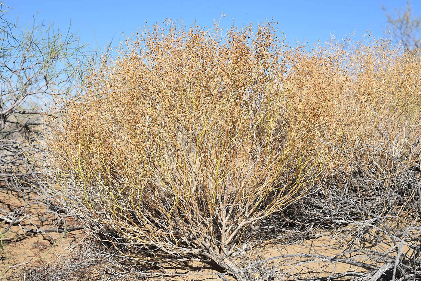 Image of Mausolea eriocarpa specimen.