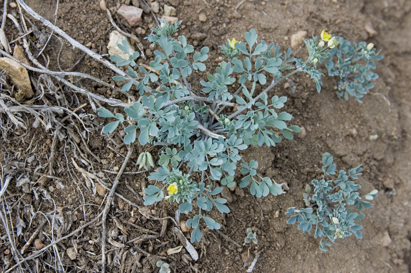 Image of Leptopyrum fumarioides specimen.