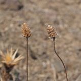 Plantago dubia. Соплодия после опадения семян. Республика Крым, Алуштинский р-н, окр. с. Малореченское, редколесье, грунтовая дорога. 04.09.2021.