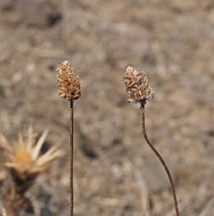 Image of Plantago dubia specimen.