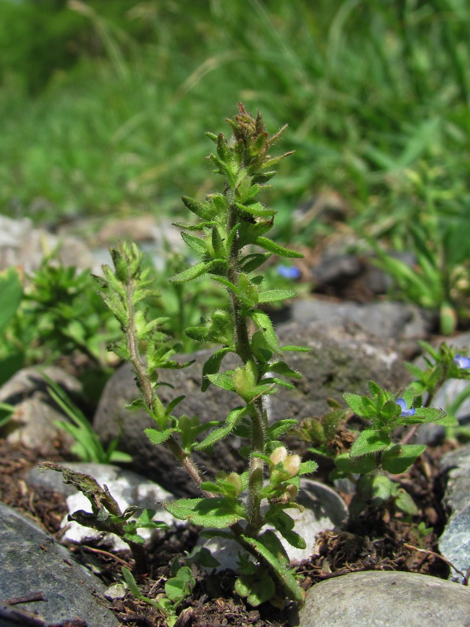 Image of Veronica verna specimen.