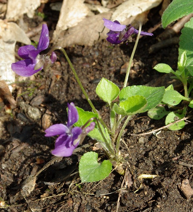 Изображение особи Viola dehnhardtii.