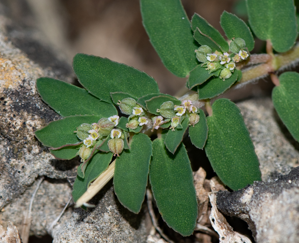 Изображение особи Euphorbia forskaolii.