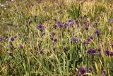 Allium schoenoprasum