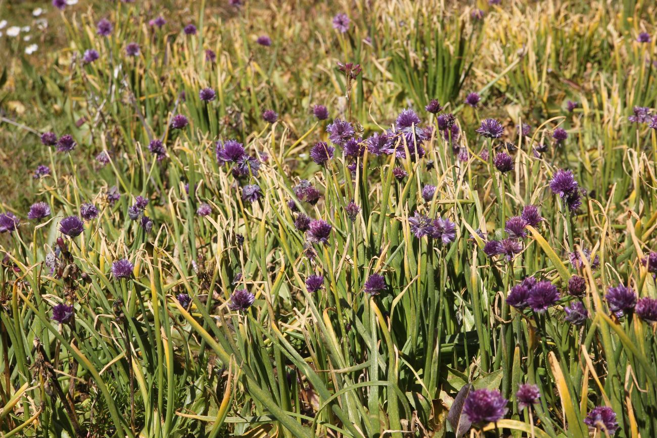 Image of Allium schoenoprasum specimen.