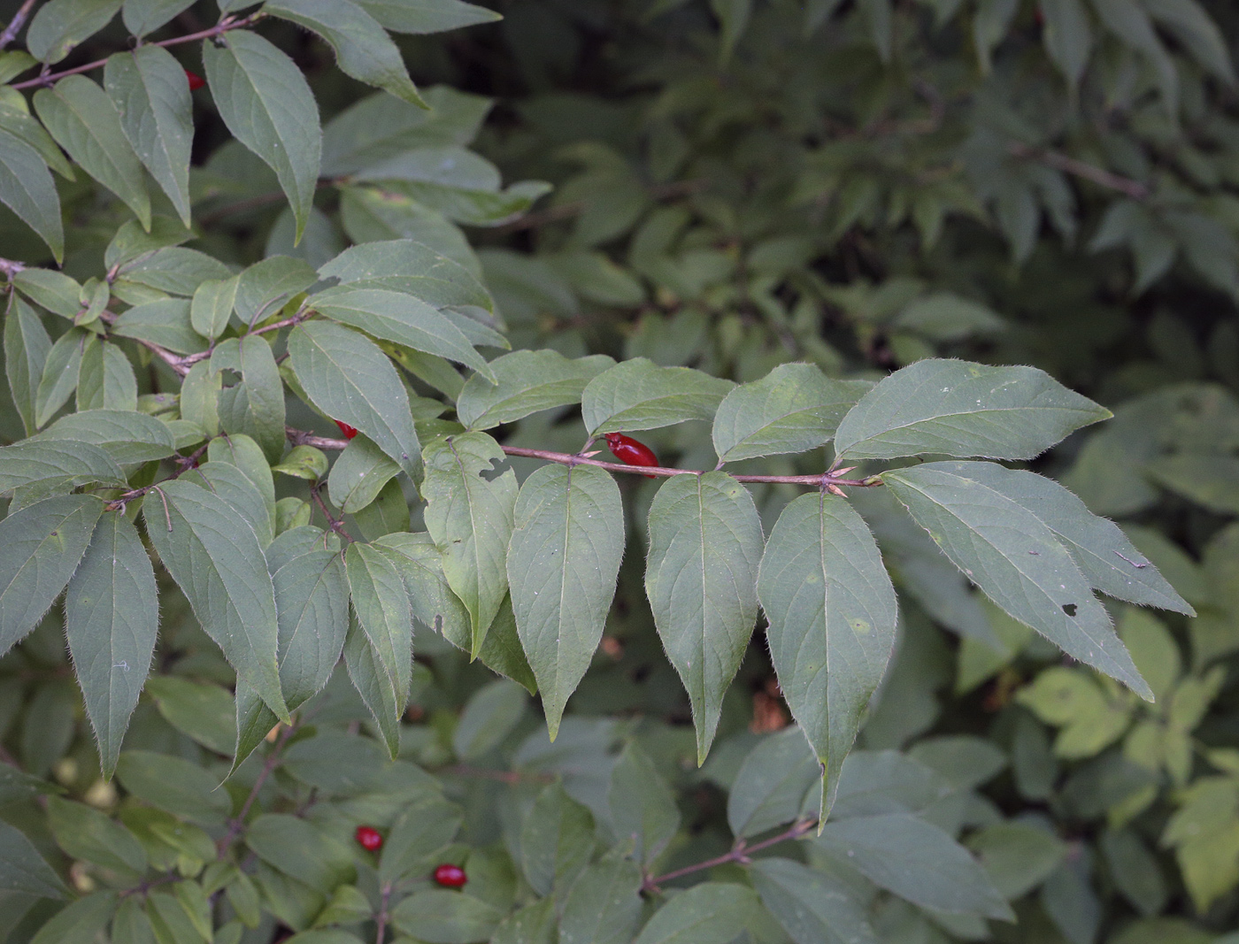 Image of Lonicera maximowiczii specimen.