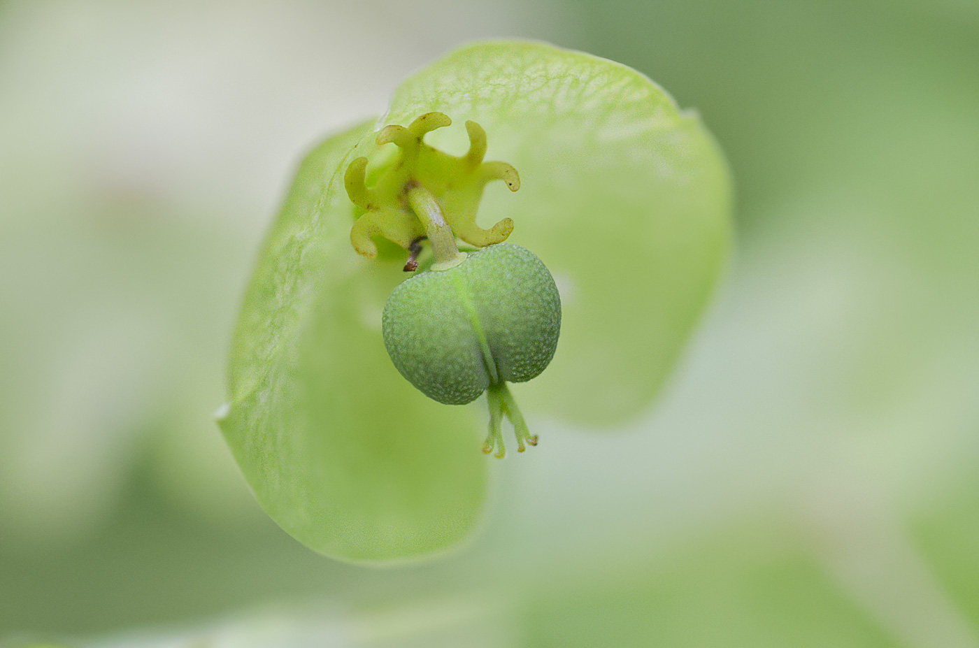 Изображение особи Euphorbia glaberrima.