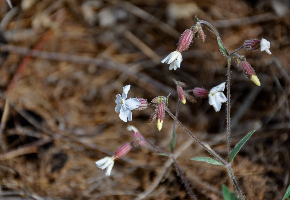 Image of Melandrium album specimen.