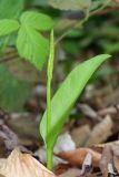 Ophioglossum vulgatum