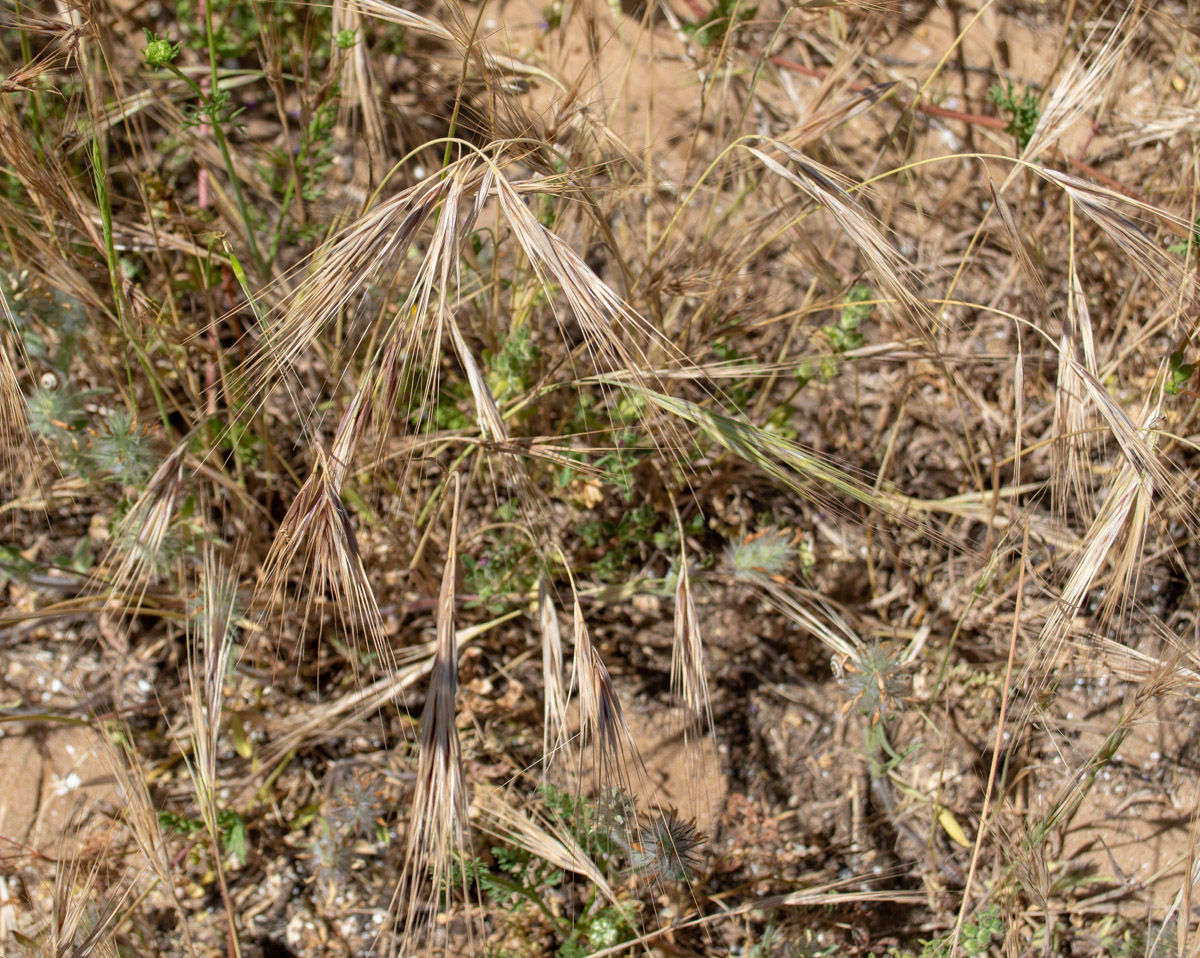 Image of Anisantha rigida specimen.