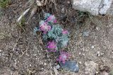 Oxytropis trichocalycina