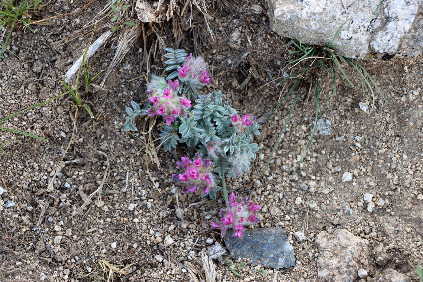 Image of Oxytropis trichocalycina specimen.