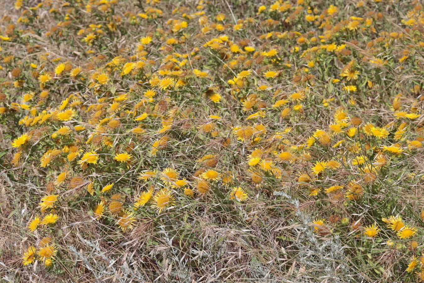 Изображение особи Inula britannica.