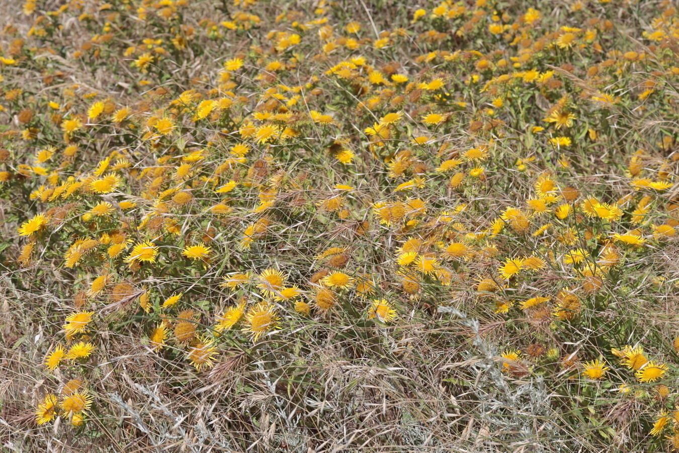 Image of Inula britannica specimen.