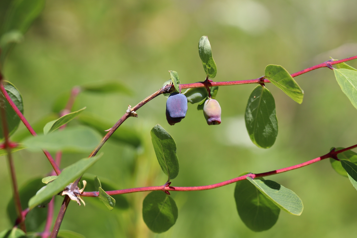 Image of Lonicera altaica specimen.