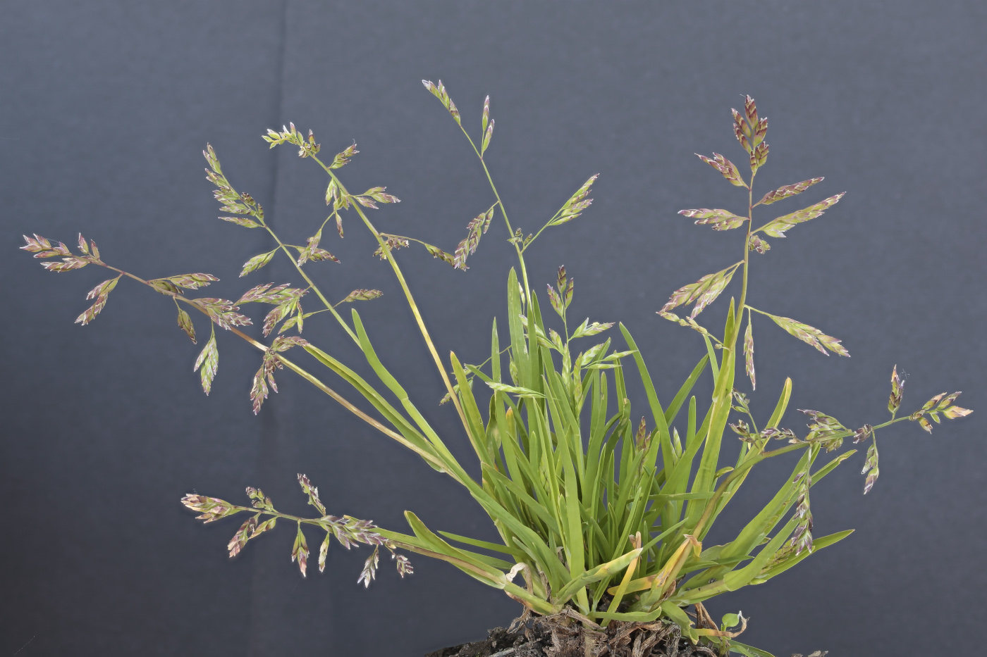 Image of Poa annua specimen.