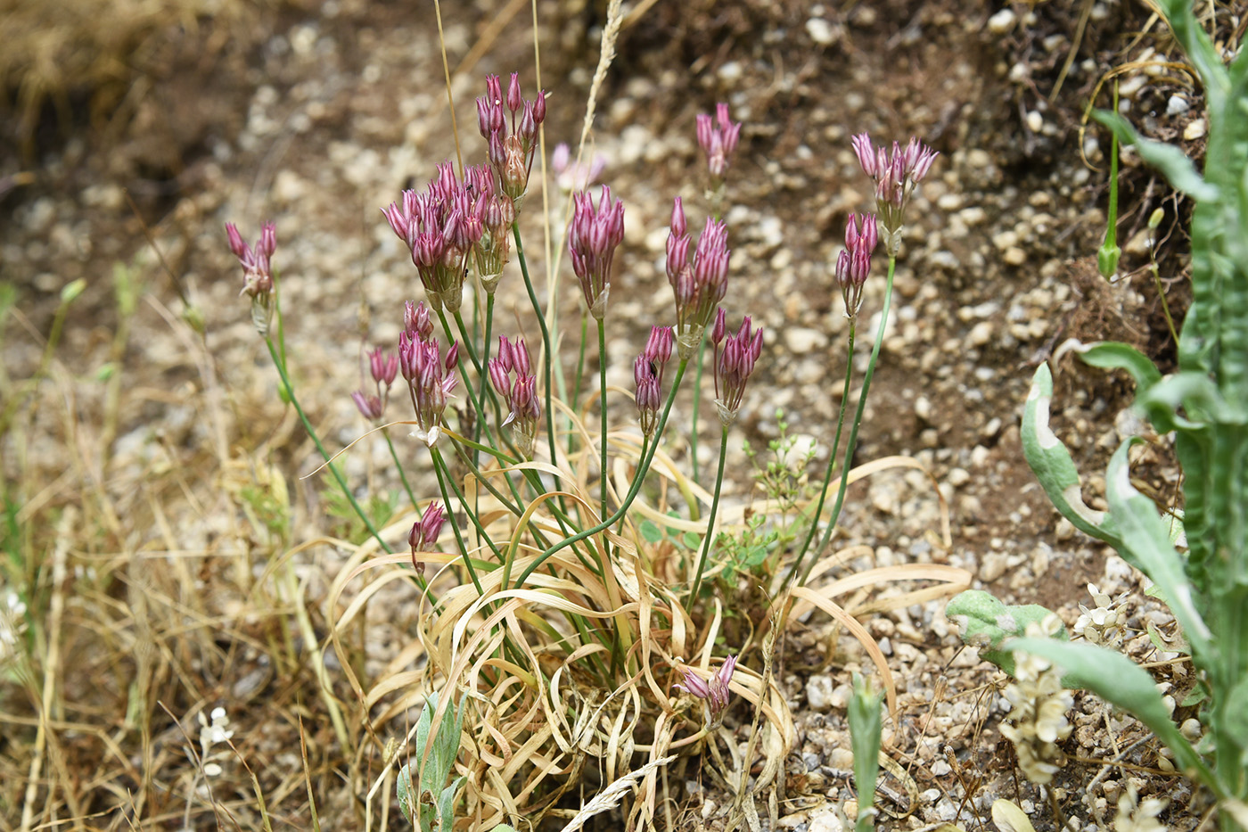 Image of Allium drepanophyllum specimen.