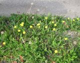 Taraxacum hybernum