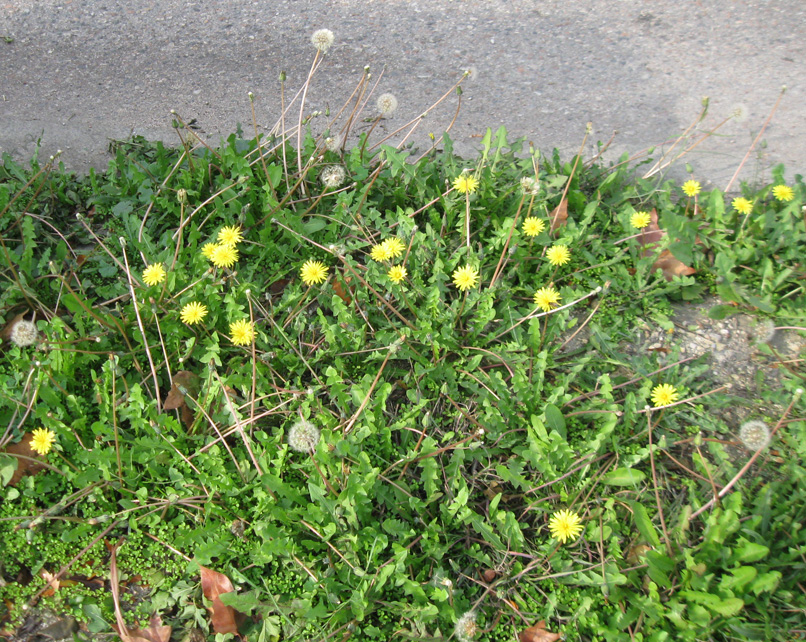 Image of Taraxacum hybernum specimen.