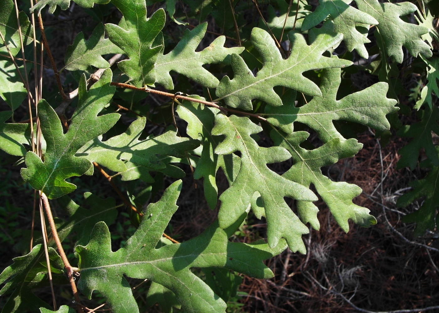 Изображение особи Quercus cerris.