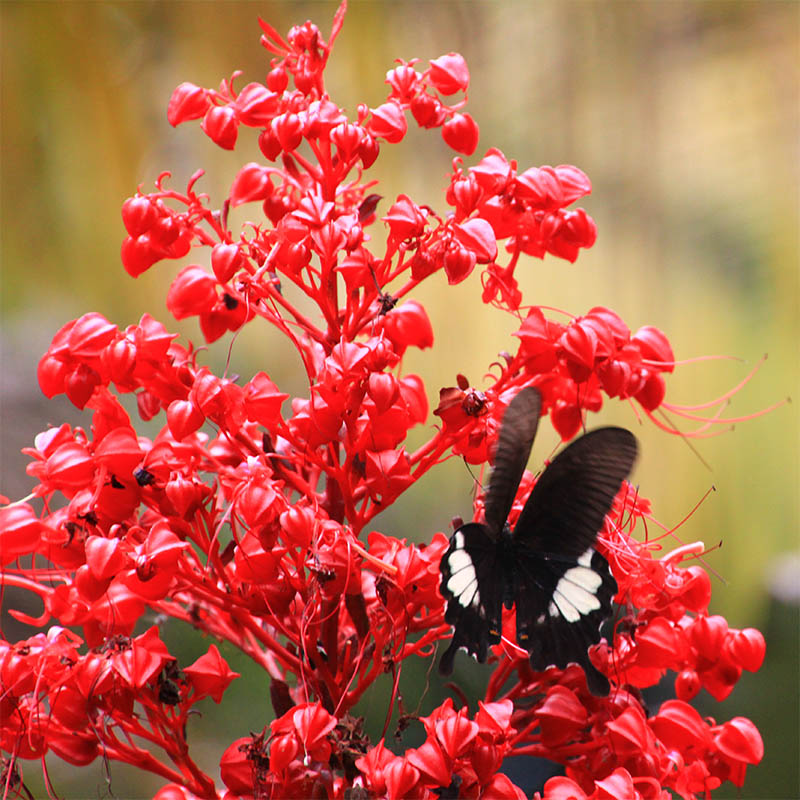 Изображение особи Clerodendrum paniculatum.