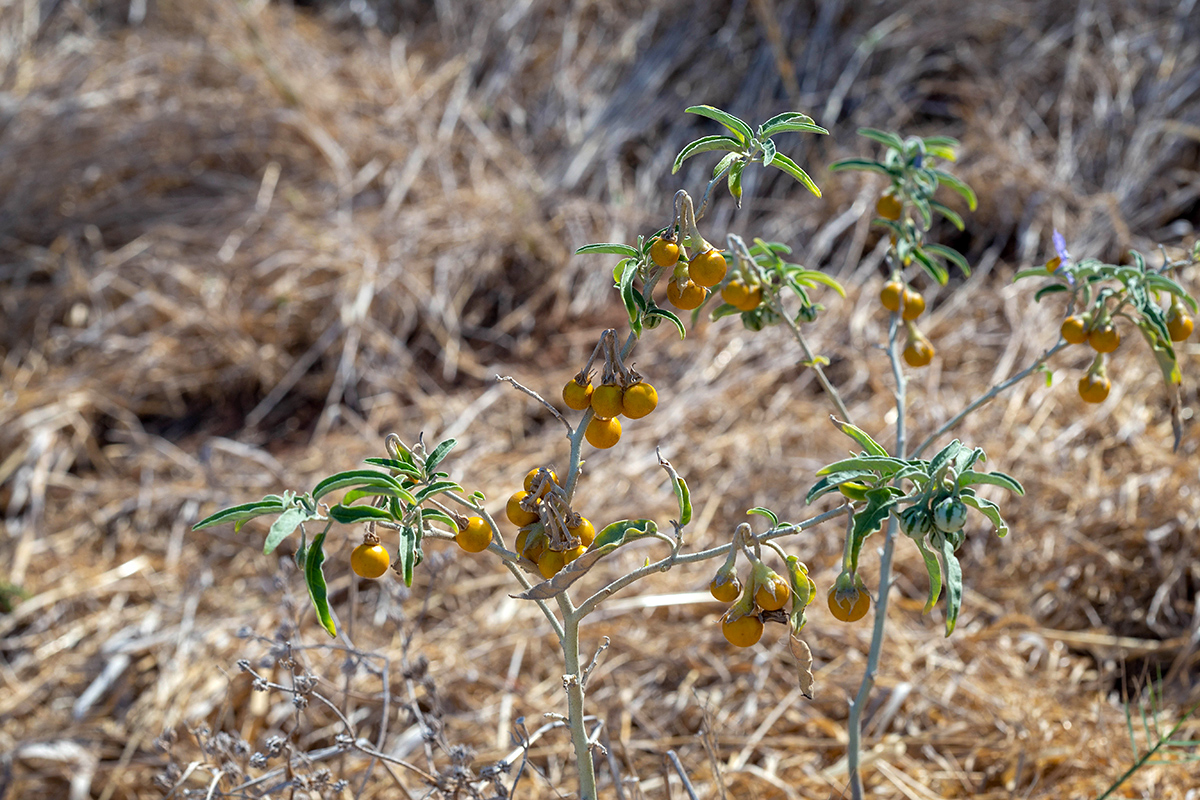 Изображение особи Solanum elaeagnifolium.