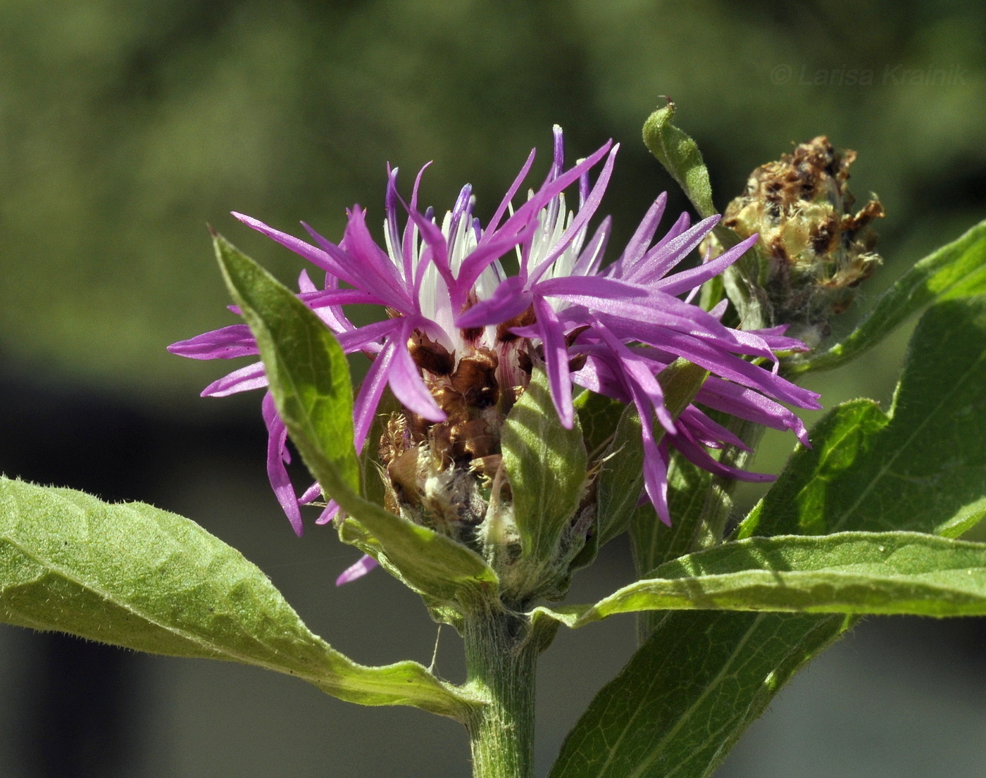 Изображение особи Centaurea jacea.