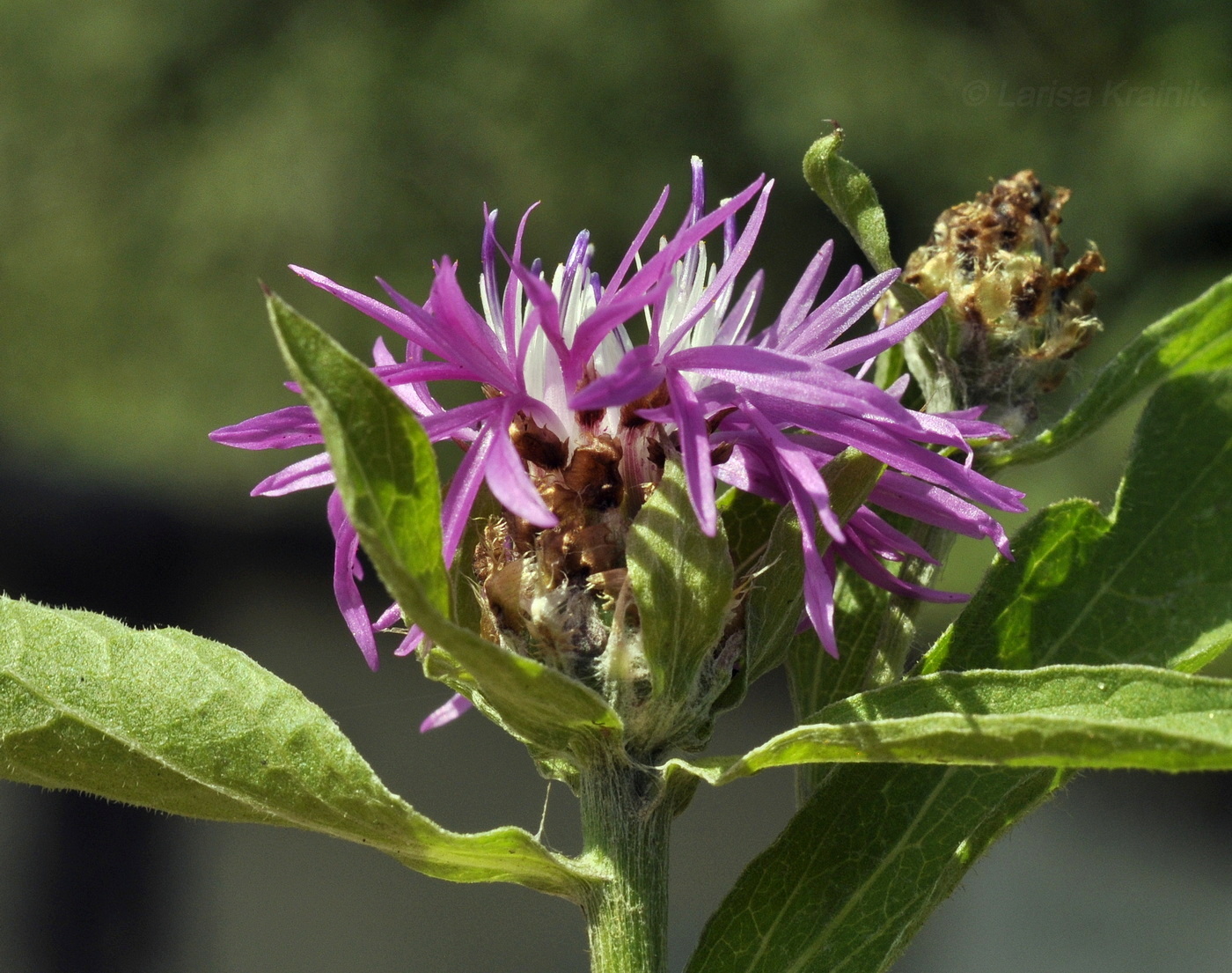 Image of Centaurea jacea specimen.