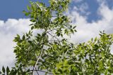 Fraxinus pennsylvanica