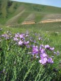 Linum heterosepalum