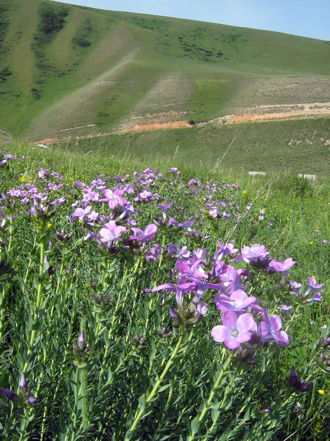 Изображение особи Linum heterosepalum.