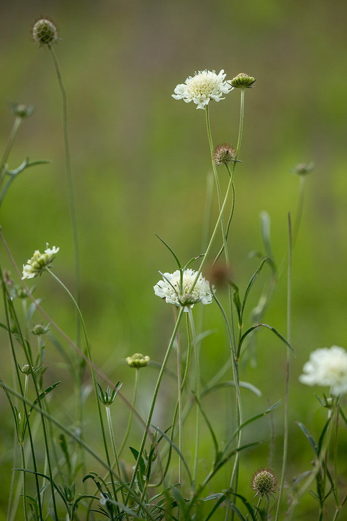 Изображение особи Scabiosa ochroleuca.