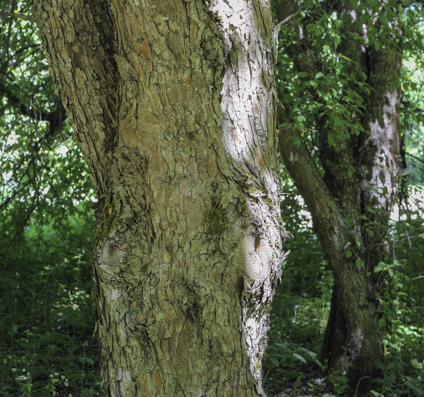 Image of Malus baccata specimen.