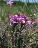 Pedicularis nasuta. Верхушки цветущих побегов. Магаданская обл., окр. г. Магадан, п-ов Старицкого, горная тундра, заболоченный участок. 07.07.2018.