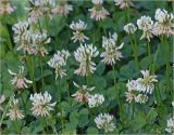 Trifolium repens