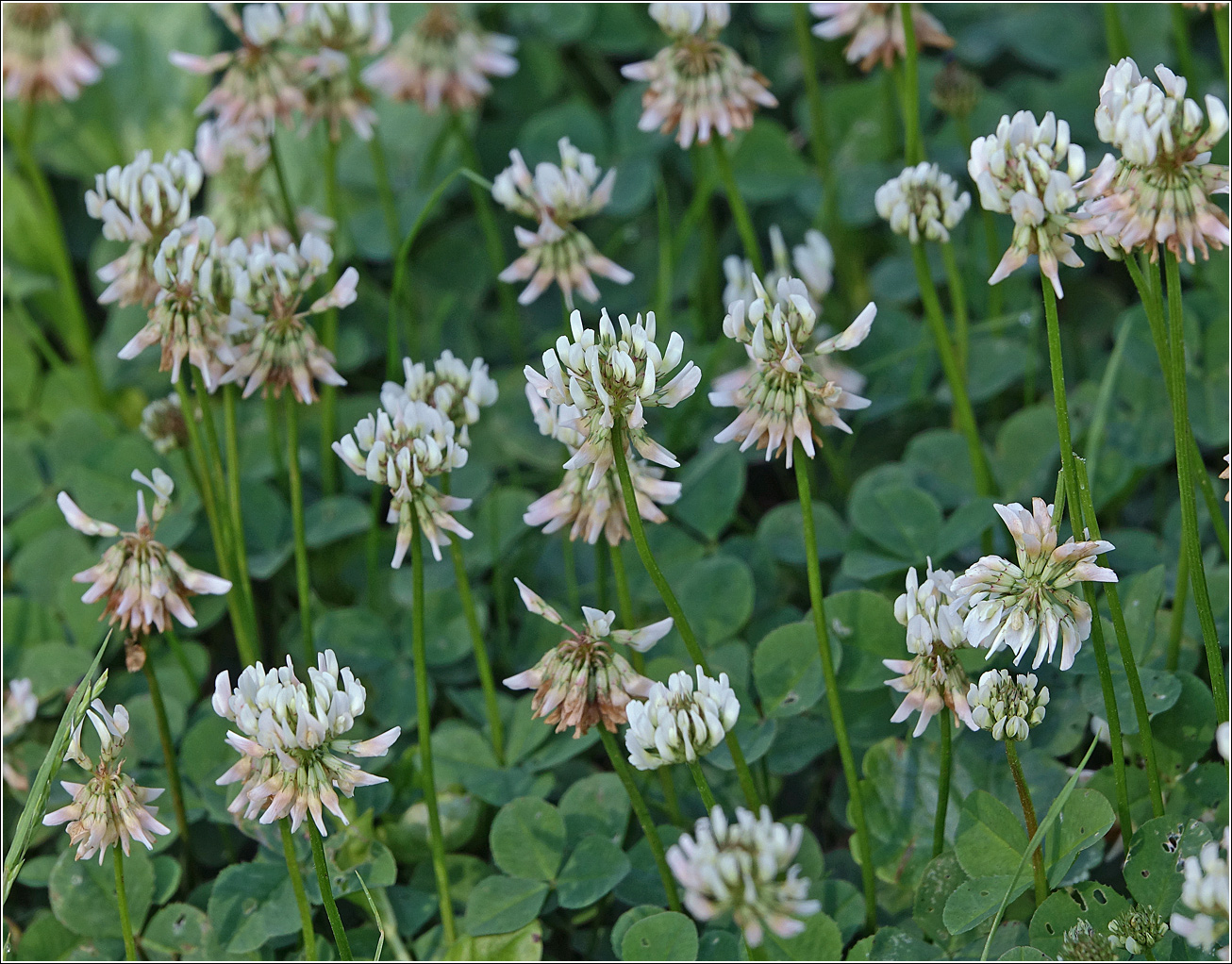 Изображение особи Trifolium repens.