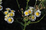 Erigeron annuus