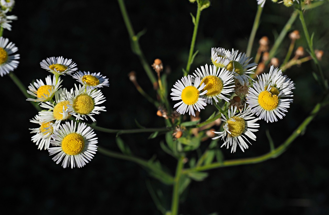 Image of Erigeron annuus specimen.