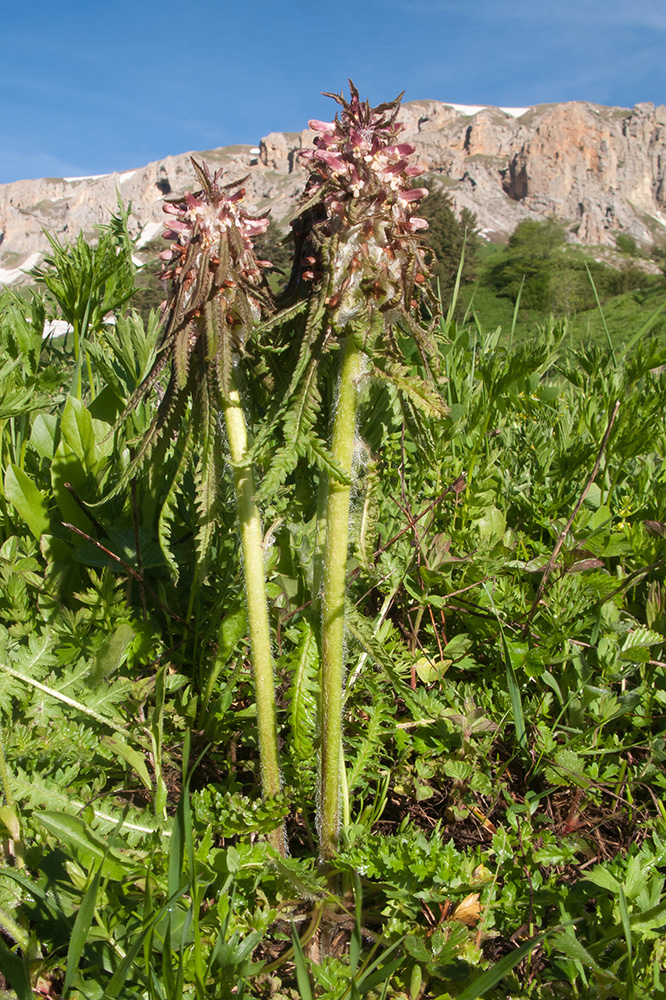 Image of Pedicularis wilhelmsiana specimen.