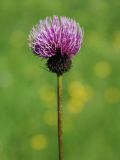 Cirsium komarovii
