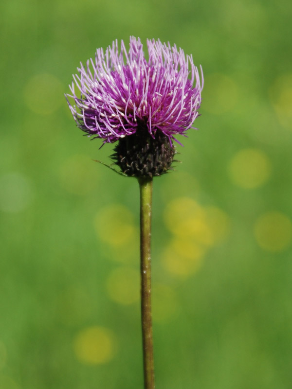 Изображение особи Cirsium komarovii.