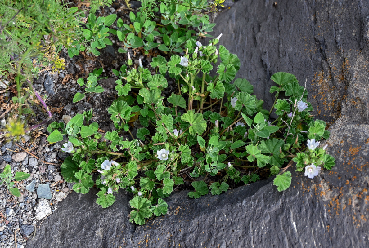 Изображение особи Malva neglecta.