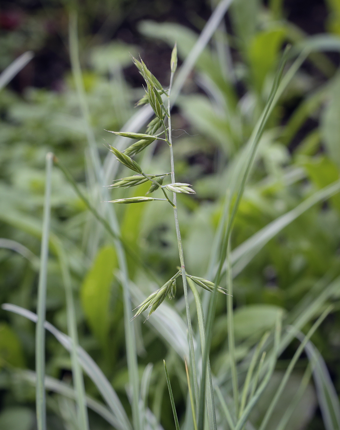 Изображение особи род Festuca.