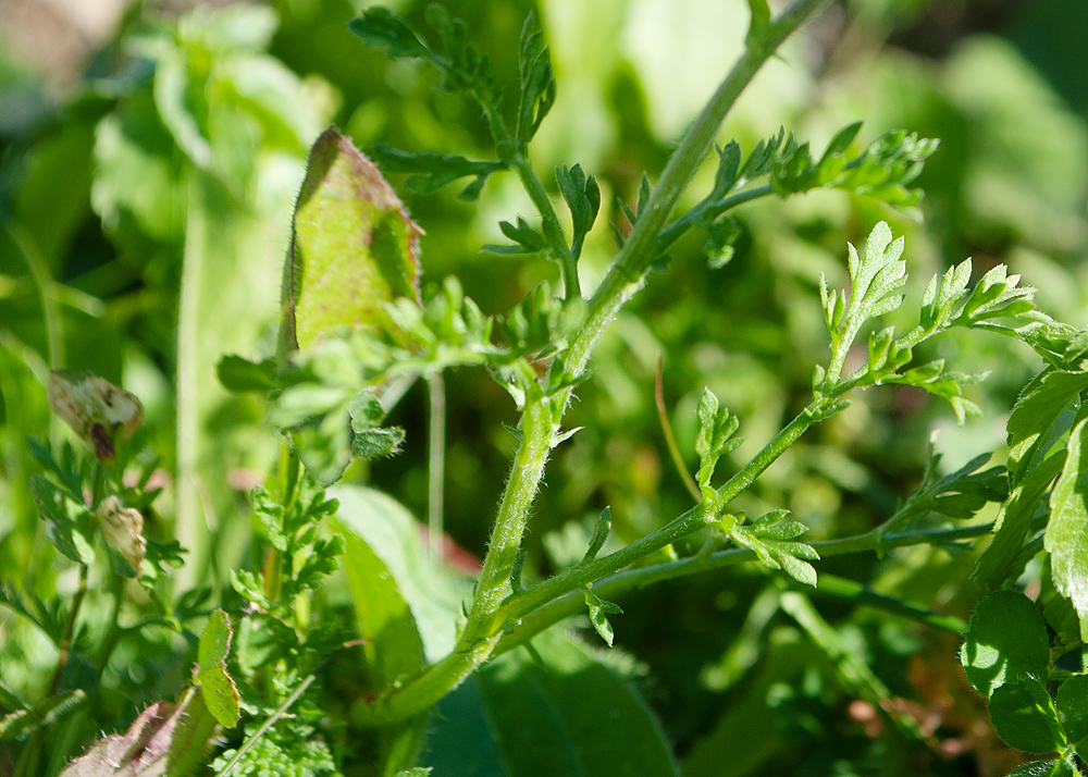 Image of Anthemis chia specimen.