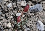 Astragalus beketowii