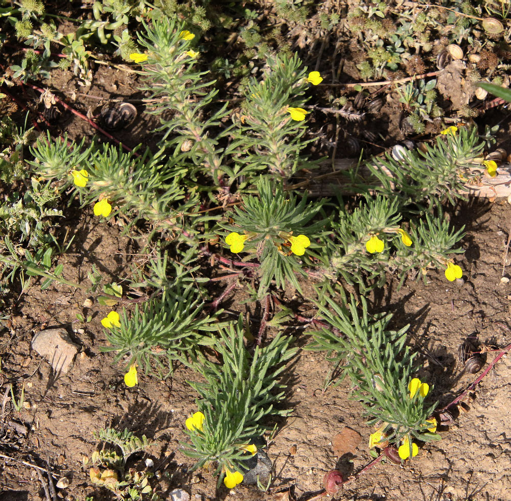 Image of Ajuga chia specimen.
