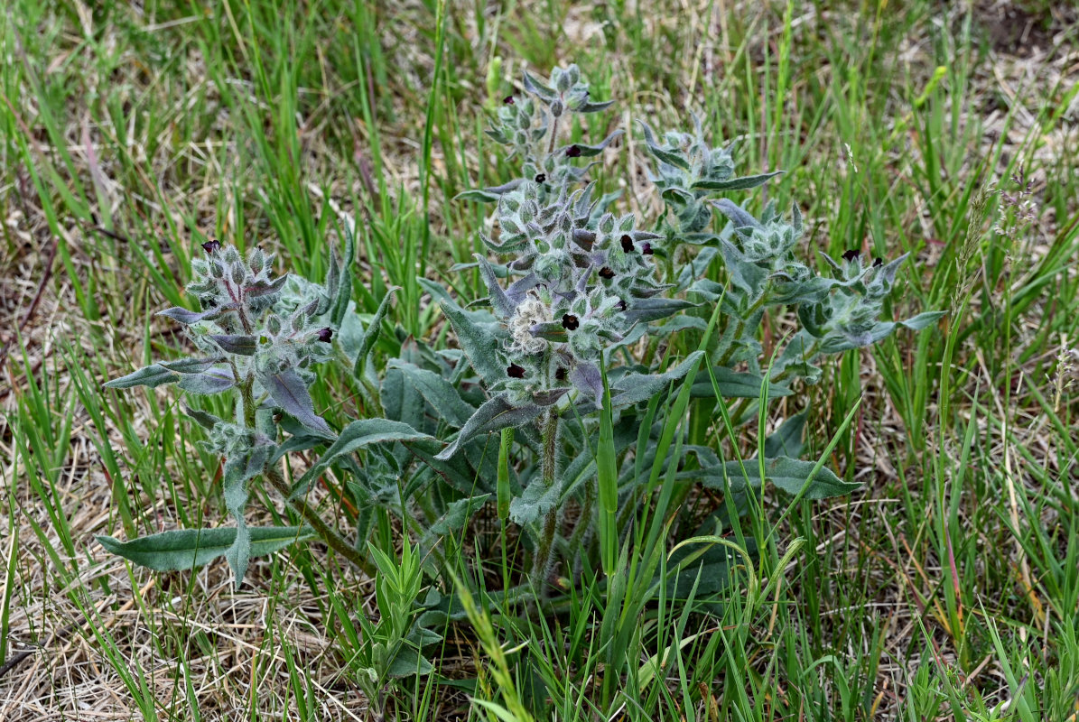 Image of Nonea rossica specimen.