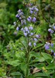 Adenophora triphylla