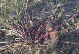 Capparis herbacea