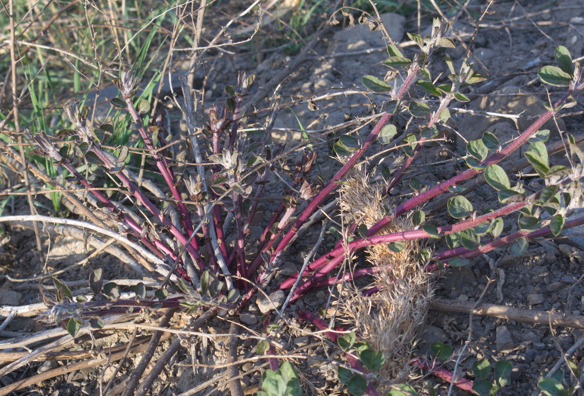 Image of Capparis herbacea specimen.